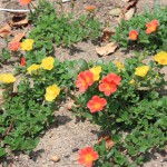 portulaca2_140724