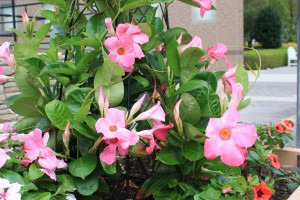 mandevilla_140823