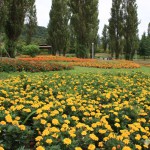 marigolds1_140801