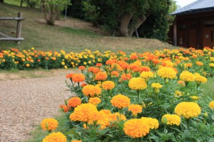 marigolds2_140801