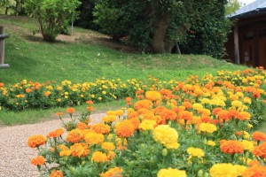 marigolds_140823