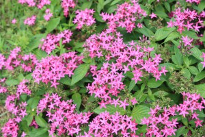 pentas_140823