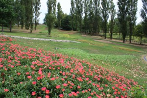 portulaca1_140801