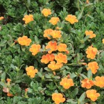 portulaca2_140801