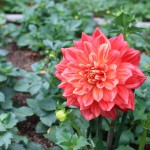 dahlia2_140921