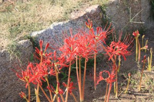 lycoris_140921