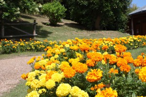 marigolds_140913