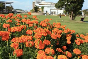 marigolds_140921