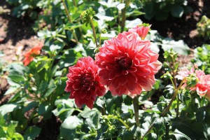 dahlia2_141002