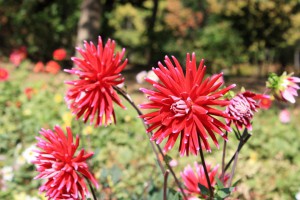 dahlia5_141016