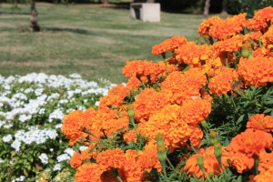 marigolds_1401009