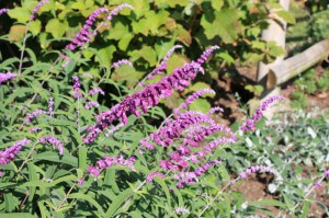 salvia1_141016