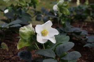 helleborus_141108