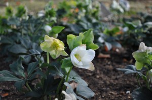 helleborus_141116