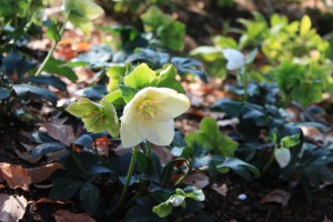 helleborus_141128