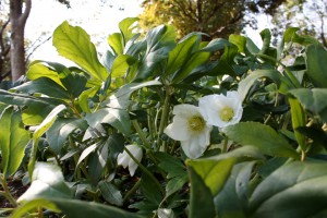 helleborus1_141208