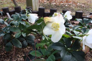 helleborus1_141224