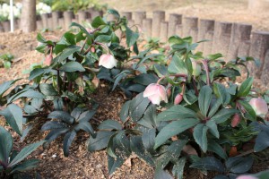 helleborus2_141224