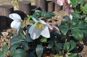 helleborus1_150104