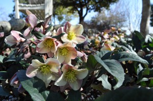 helleborus1_150118