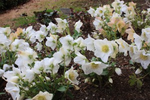 helleborus1_150129