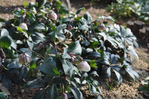 helleborus2_150104