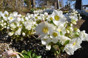 helleborus2_150118