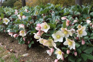 helleborus2_150129