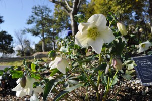 helleborus3_150118