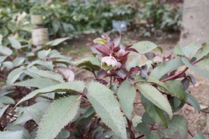 helleborus3_150129