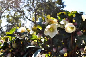 helleborus4_150118