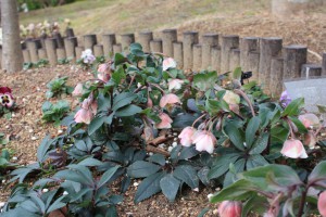 helleborus4_150129