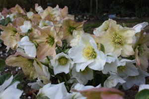 helleborus1_150211