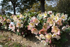 helleborus2_150211