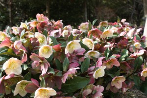 helleborus2_150225