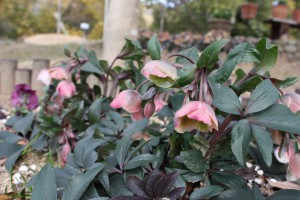 helleborus3_150211