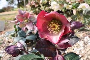 helleborus4_150211