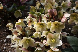 helleborus4_150225