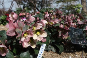 helleborus5_150225