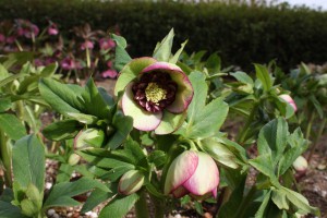 helleborus6_150225