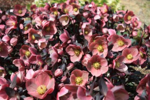 helleborus2_150307