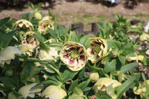 helleborus3_150307