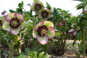 helleborus3_150312