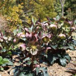 helleborus3_150326