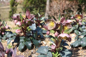 helleborus4_150307