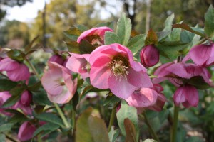 helleborus4_150312