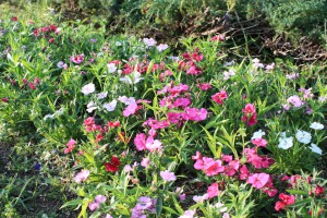 dianthus_150408