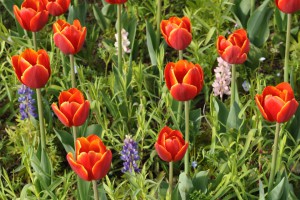 tulip8_150408