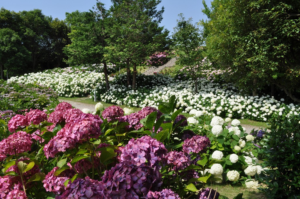 見ごろのお花情報を更新しました 15 6 26 淡路島 国営明石海峡公園