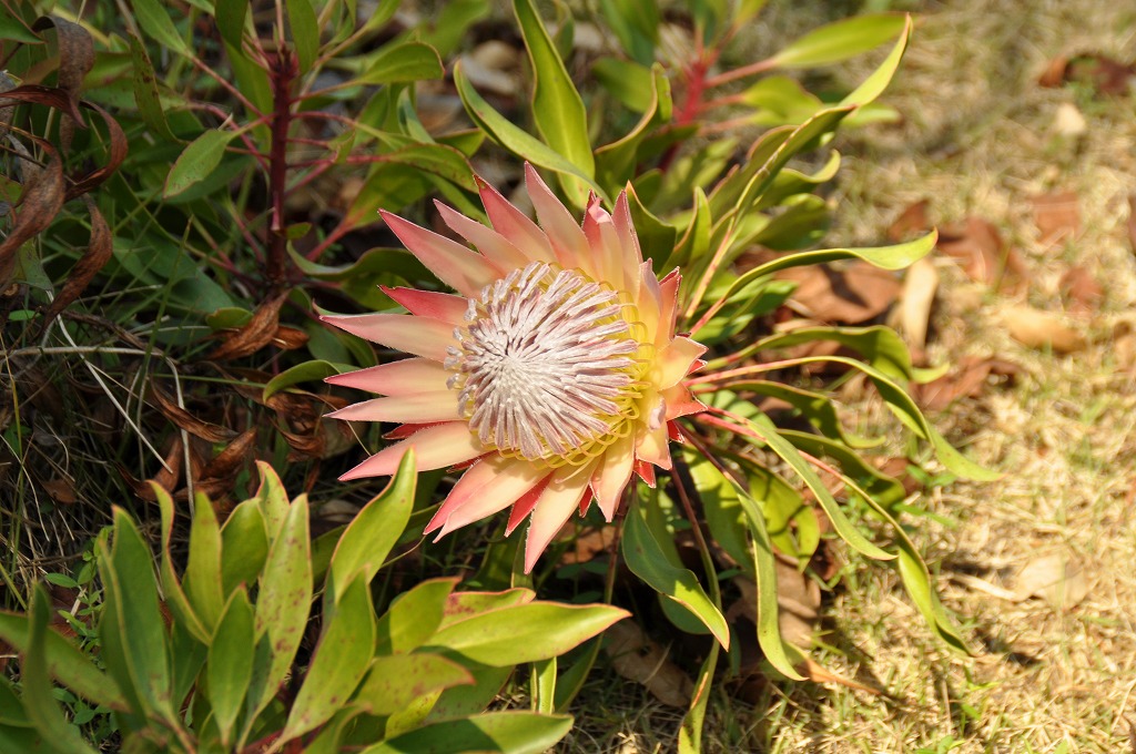 見ごろのお花情報を更新しました 15 12 4 淡路島 国営明石海峡公園